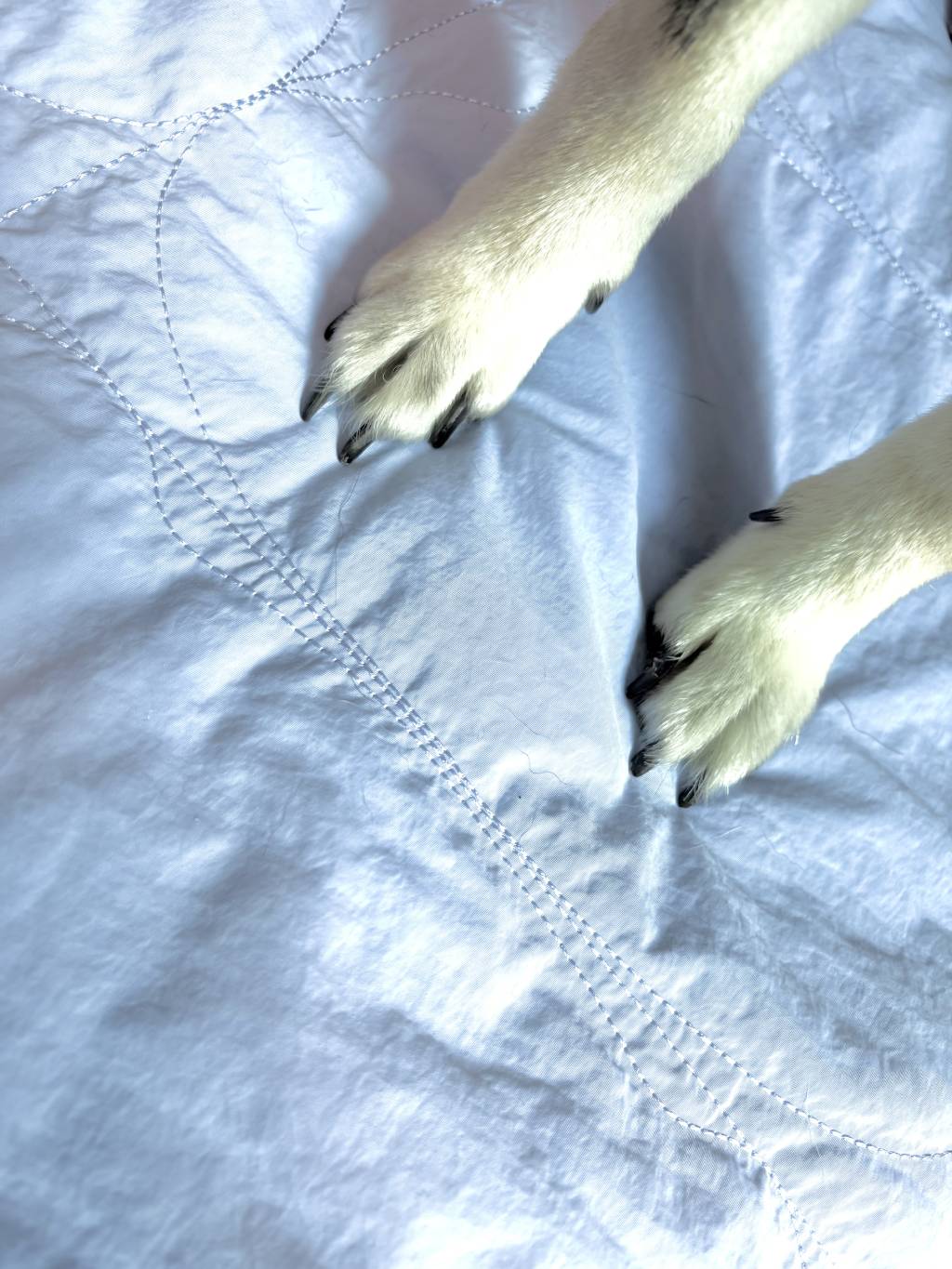 Teddy Heaven Travel Mat (Plus)